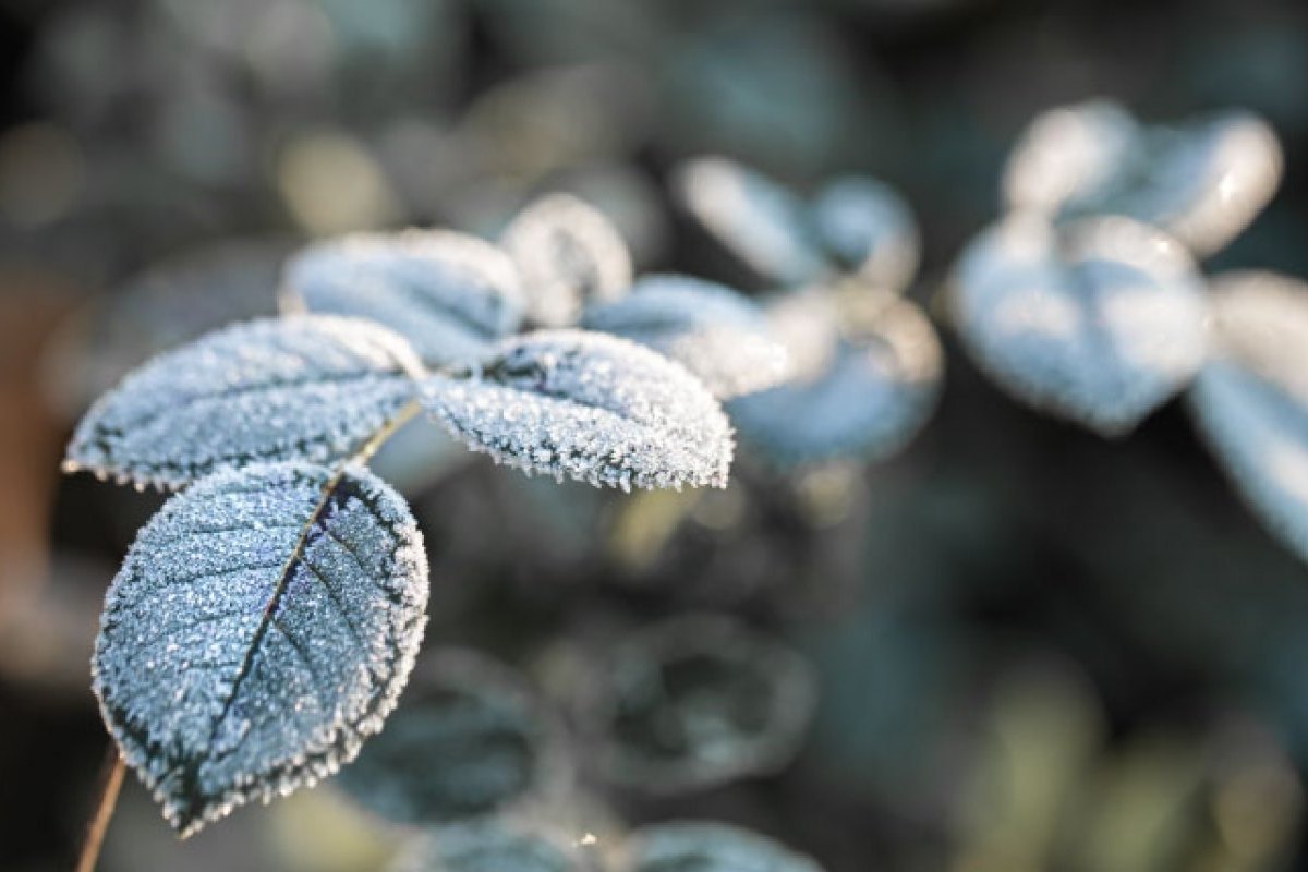 plantas-inverno-gds-imobiliaria-gds-seguros-gomes-da-silva-braga-1